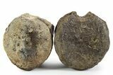 Pair of Hadrosaur (Brachylophosaurus?) Vertebrae - Montana #353483-6